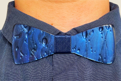 motyl-modry